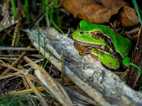 Laubfrosch  Auf der Suche nach einem Unterschlupf : Herbst, Kaltbrunn, Woderful, animal, autumn, color, colorful, frog, frosch, nature, nebel, photo, photographer, sigma, swiss, switzerland, wild, wildlife