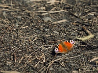 Makro Fotografie