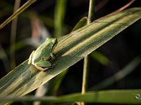 Laubfrosch