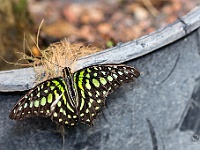 Graphium agamemnon