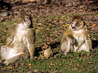 Berberaffen / Barbary Ape  Affenberg bei Salem : Affe, animal, barbary ape, berberaffe, canon, germany, monkey, nature, noflash, outdoor, sigma, wild, zoo